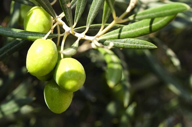 Los beneficios de comer aceitunas en una dieta cetogénica.